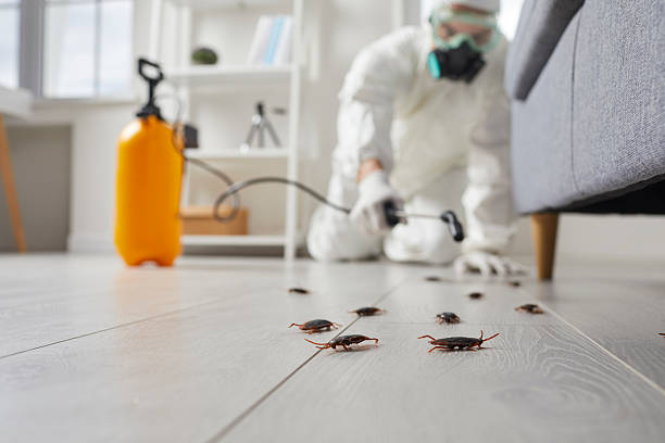 Trusted Termite Control service in Idaho Falls, ID - Nex Pest Control
